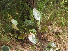 Quercus scytophylla