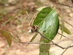 Quercus scytophylla
