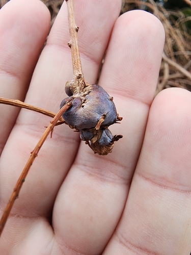 Unknown species found near Wheaton, Wheaton-Glenmont, MD, USA