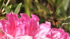 Bombus eximius