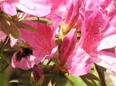 Bombus eximius