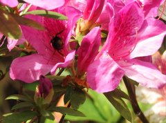 Bombus eximius