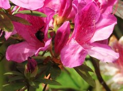Bombus eximius