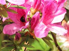 Bombus eximius