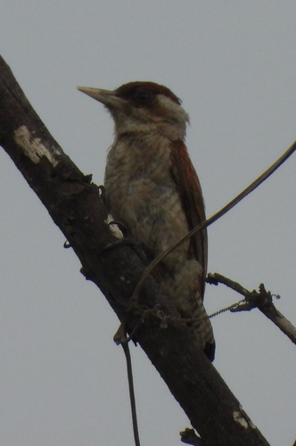 Scarlet-backed Woodpecker (Veniliornis callonotus)