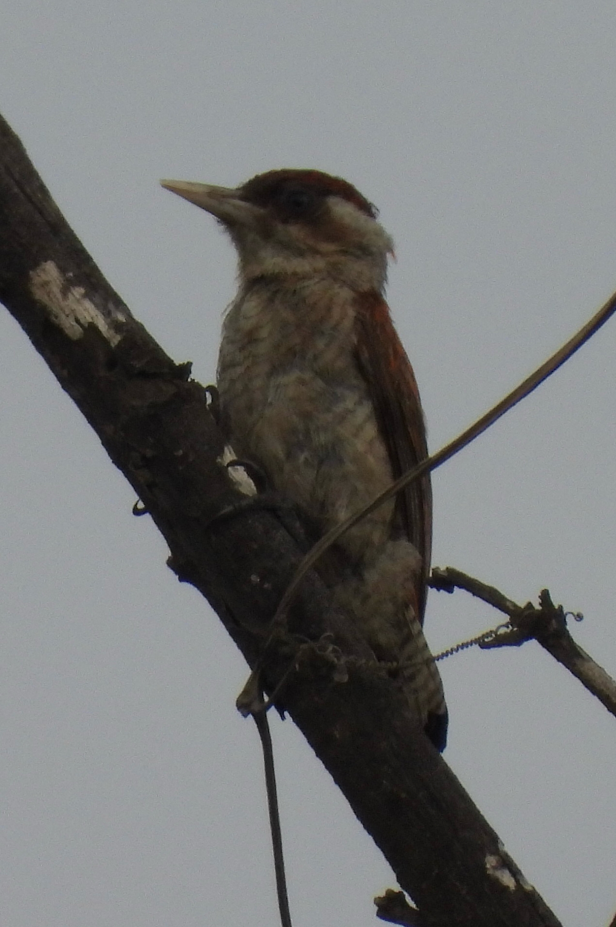 Scarlet-backed Woodpecker (Veniliornis callonotus), photo 1
