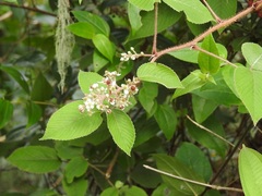 Rubus coriifolius