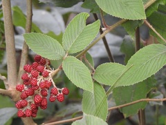 Rubus coriifolius