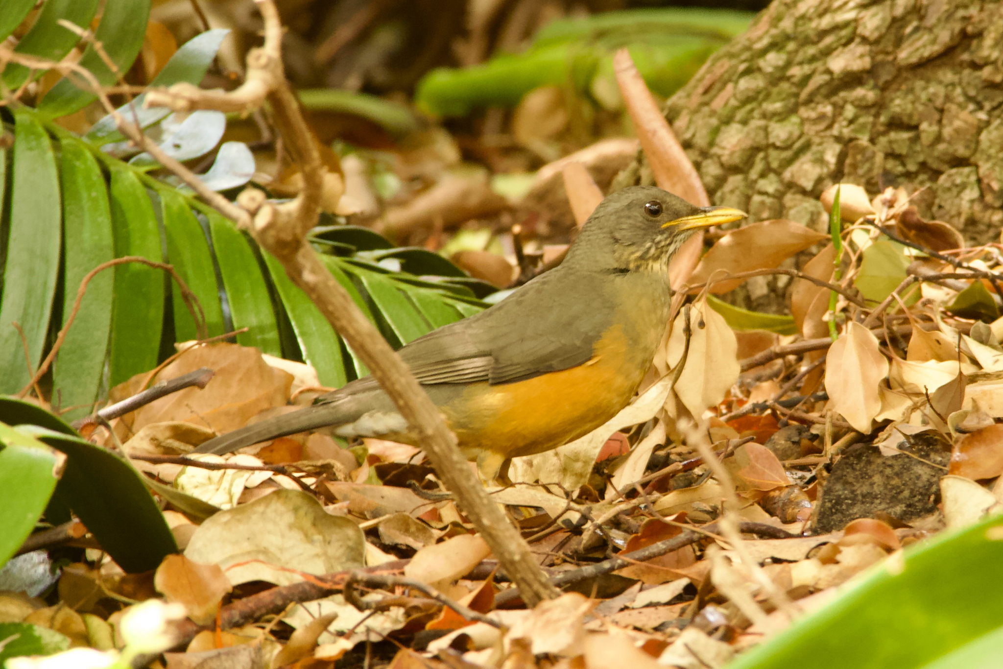 Olive Thrush (Turdus olivaceus), photo 9