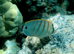 Chaetodon multicinctus