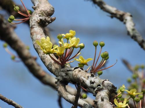 Hargoza (Dillenia pentagyna)