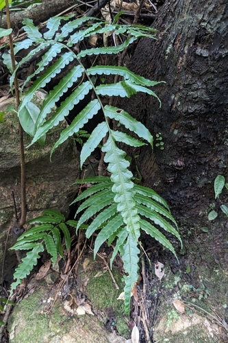 Bolbitis subcordata, photograph 4