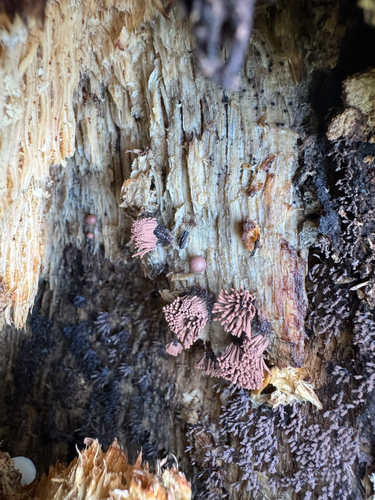 iNaturalist observation photo of true slime molds