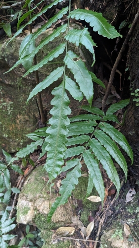 Bolbitis subcordata, photograph 6