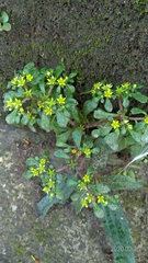 Sedum actinocarpum