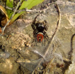 Phidippus phoenix