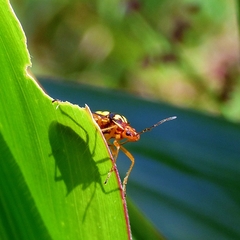Oebalus poecilus