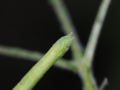 Thalassodes intaminata