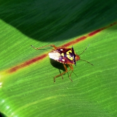 Oebalus poecilus