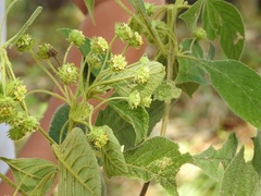 Lippia umbellata