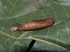 Thalassodes intaminata