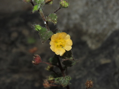Sida cordata, photograph (c) chiuluan, some rights reserved (CC BY)