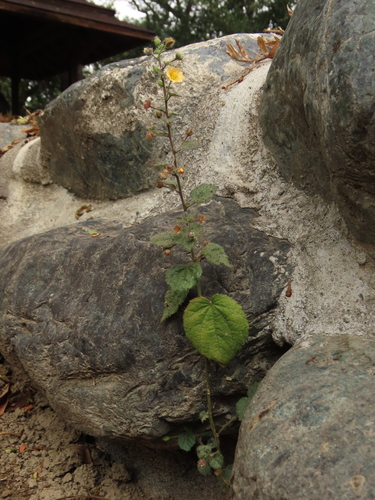 Sida cordata, photograph 6