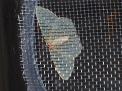 Thalassodes intaminata