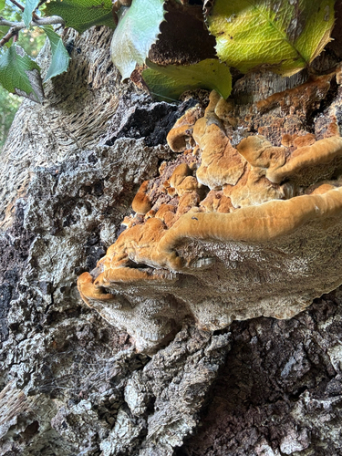 iNaturalist observation photo of Mustard Yellow Polypore
