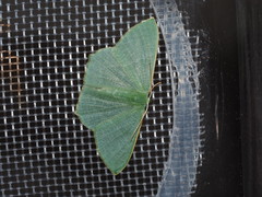 Thalassodes intaminata