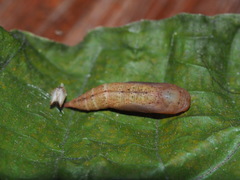 Thalassodes intaminata