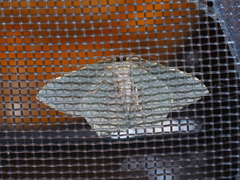 Thalassodes intaminata