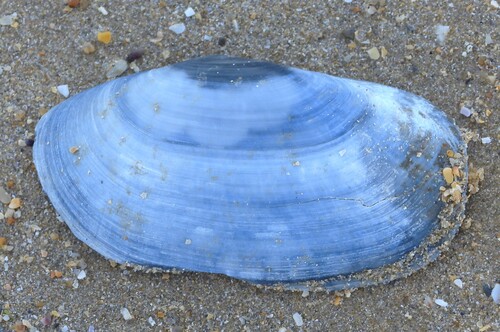 Lutraria lutraria