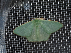 Thalassodes intaminata