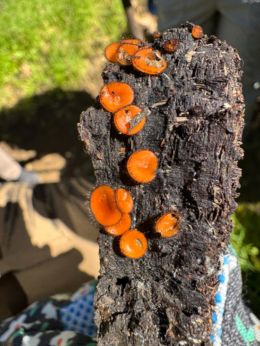 iNaturalist observation photo of Eyelash cups
