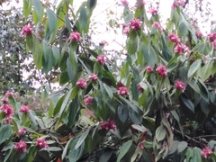 Cavendishia pubescens