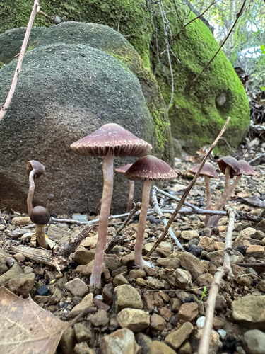 iNaturalist observation photo of Maroon Brittlestem