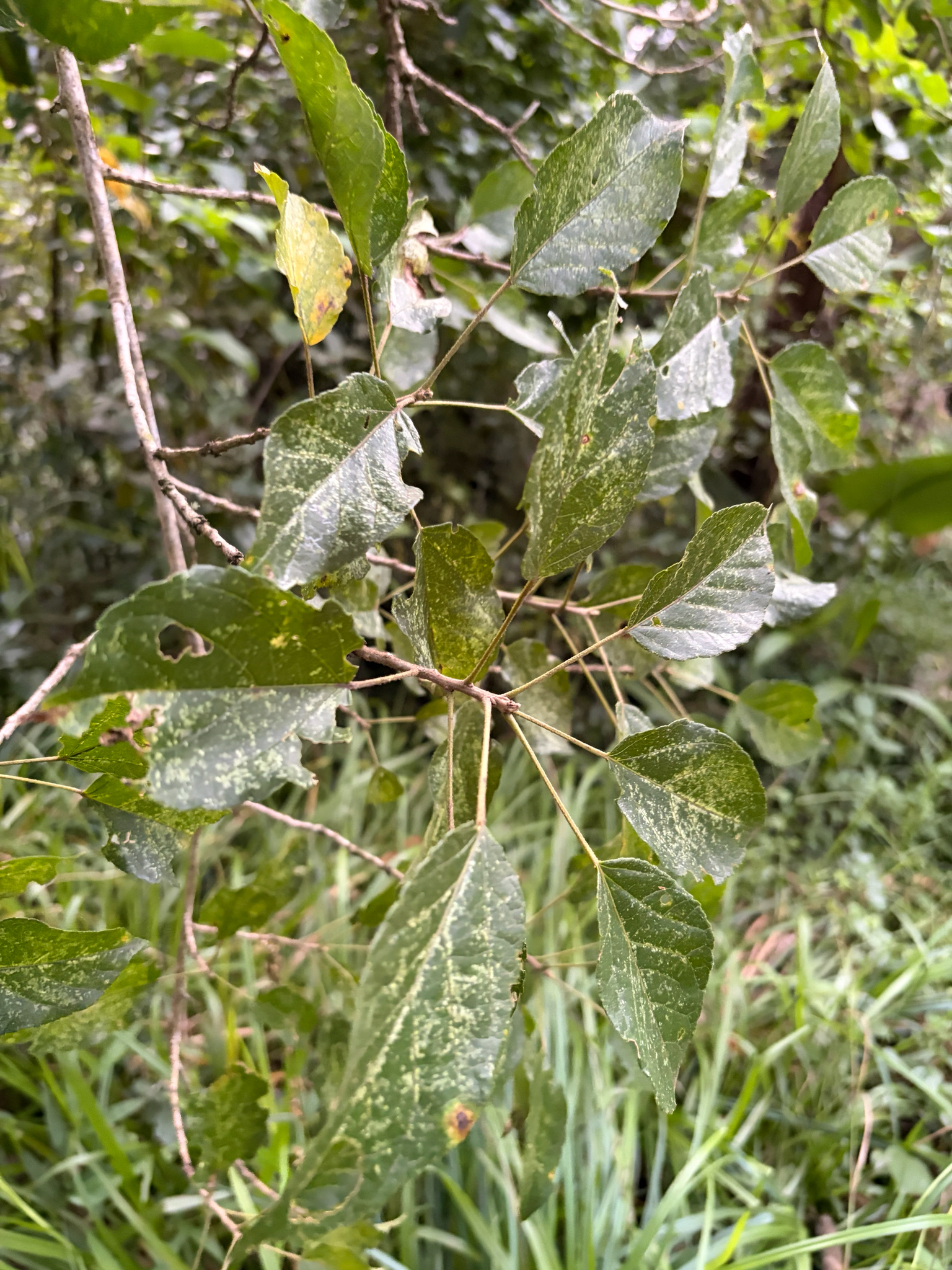 Imagem de Croton sylvaticus