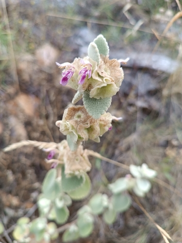 False Dittany (Pseudodictamnus acetabulosus)