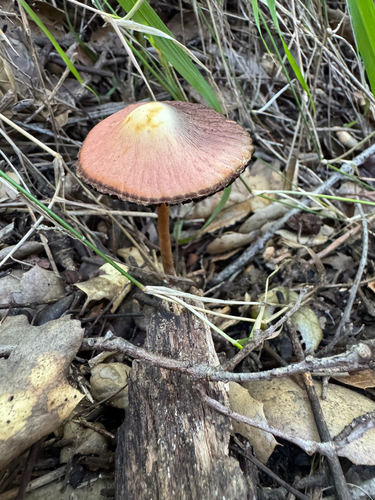 iNaturalist observation photo of Maroon Brittlestem