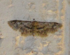 Idaea pervertipennis