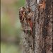 Henicopsaltria eydouxii - Photo (c) David Midgley, μερικά δικαιώματα διατηρούνται (CC BY-NC-ND)
