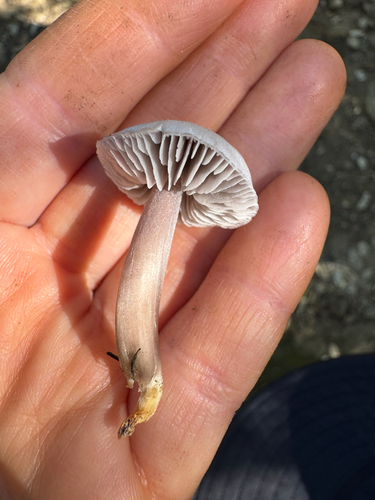 iNaturalist observation photo of Purae