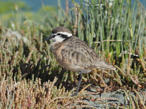 Chorlitejo pecuario (Charadrius pecuarius)