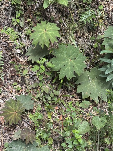 Gunnera brephogea observed 2026-02-14