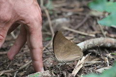 Archaeoprepona demophon centralis