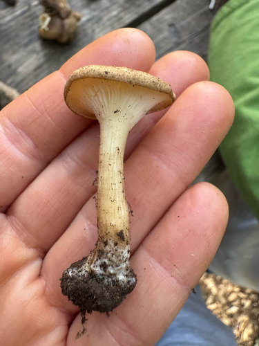 iNaturalist observation photo of Funnels