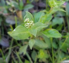 Mitreola