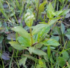 Mitreola