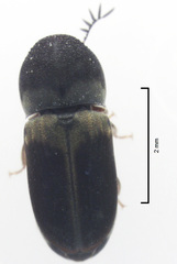 Deroptilinus granicollis